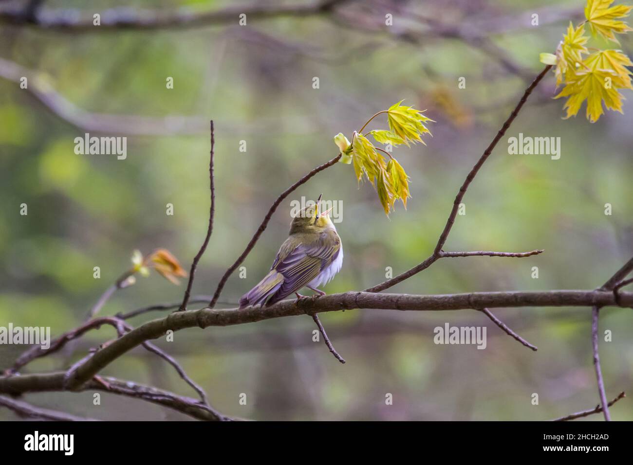 Werbler di legno (Plylloscopus sibilatrix) canti maschili canti di accoppiamento (comportamento territoriale) in sezione di foresta mista boreale, ramo di acero canadese con de Foto Stock