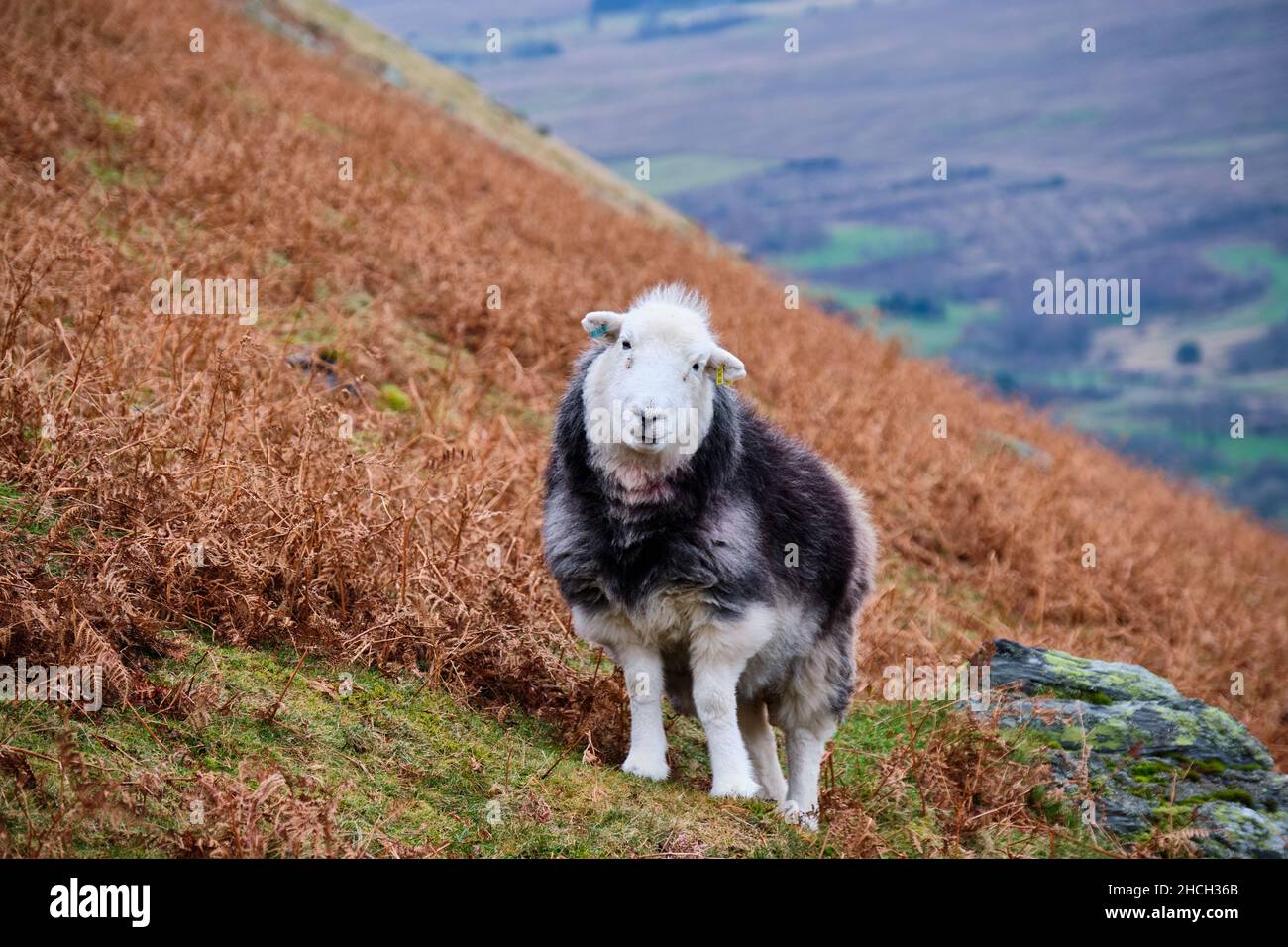 Pecora di Herdwick su Blease Fell, Blencathra, Saddleback, vicino a Keswick, Lake District, Cumbria Foto Stock