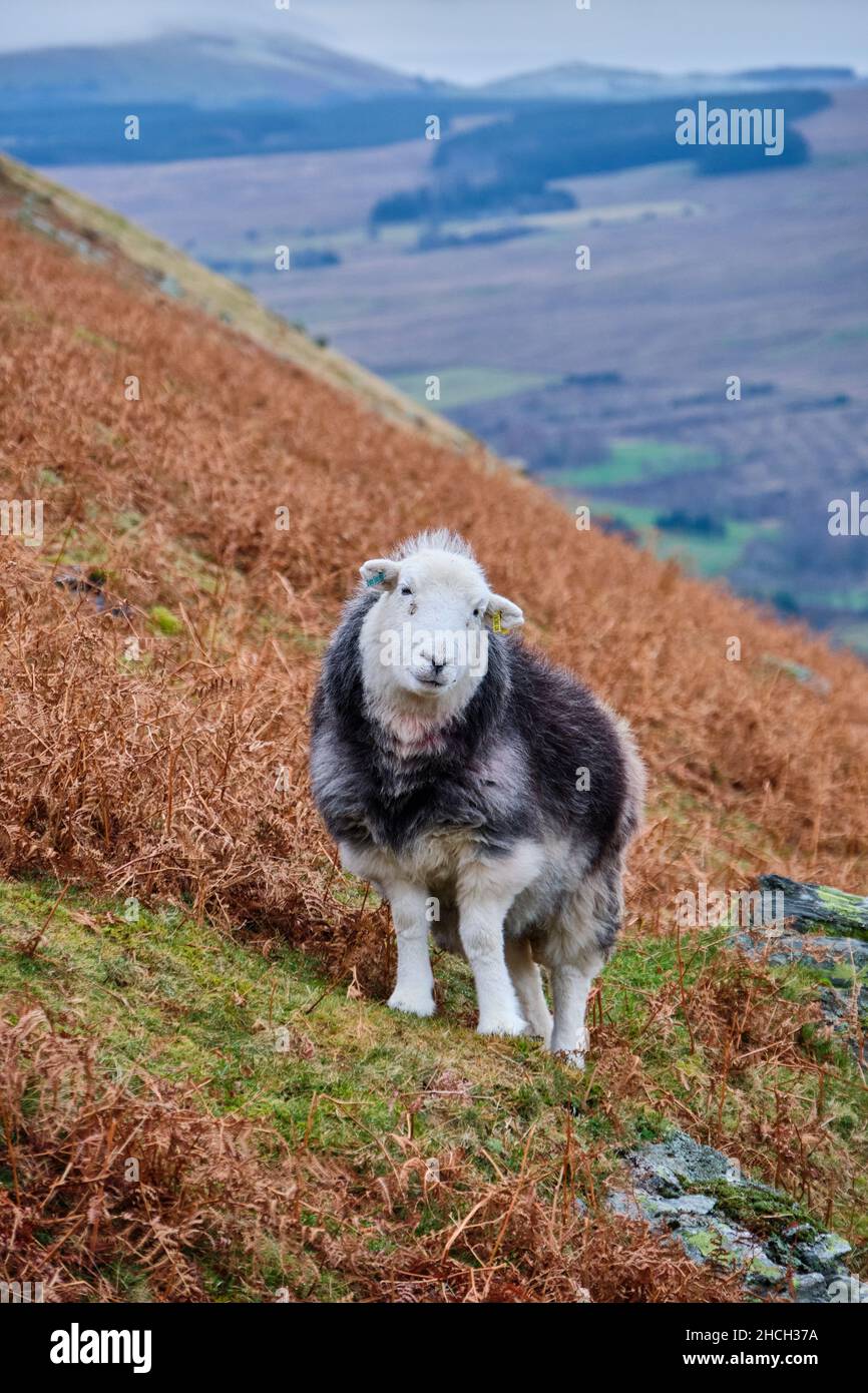 Pecora di Herdwick su Blease Fell, Blencathra, Saddleback, vicino a Keswick, Lake District, Cumbria Foto Stock