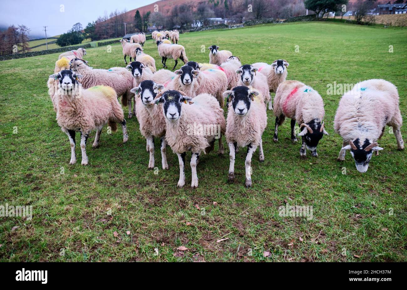 Pecore inquisitive vicino Wescoe, Keswick, Lake District, Cumbria Foto Stock