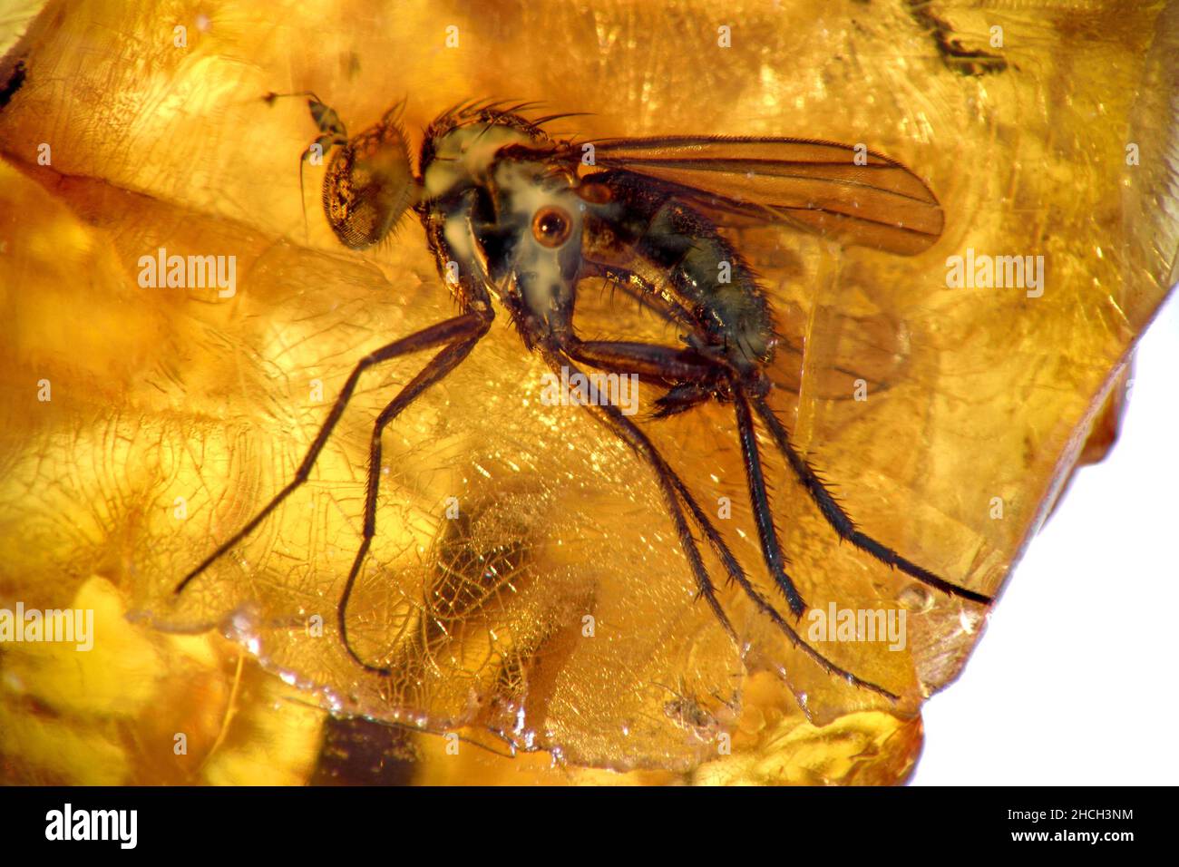 Volo preistorico in ambra Baltico - con bolle d'aria e muffa intorno al corpo Foto Stock