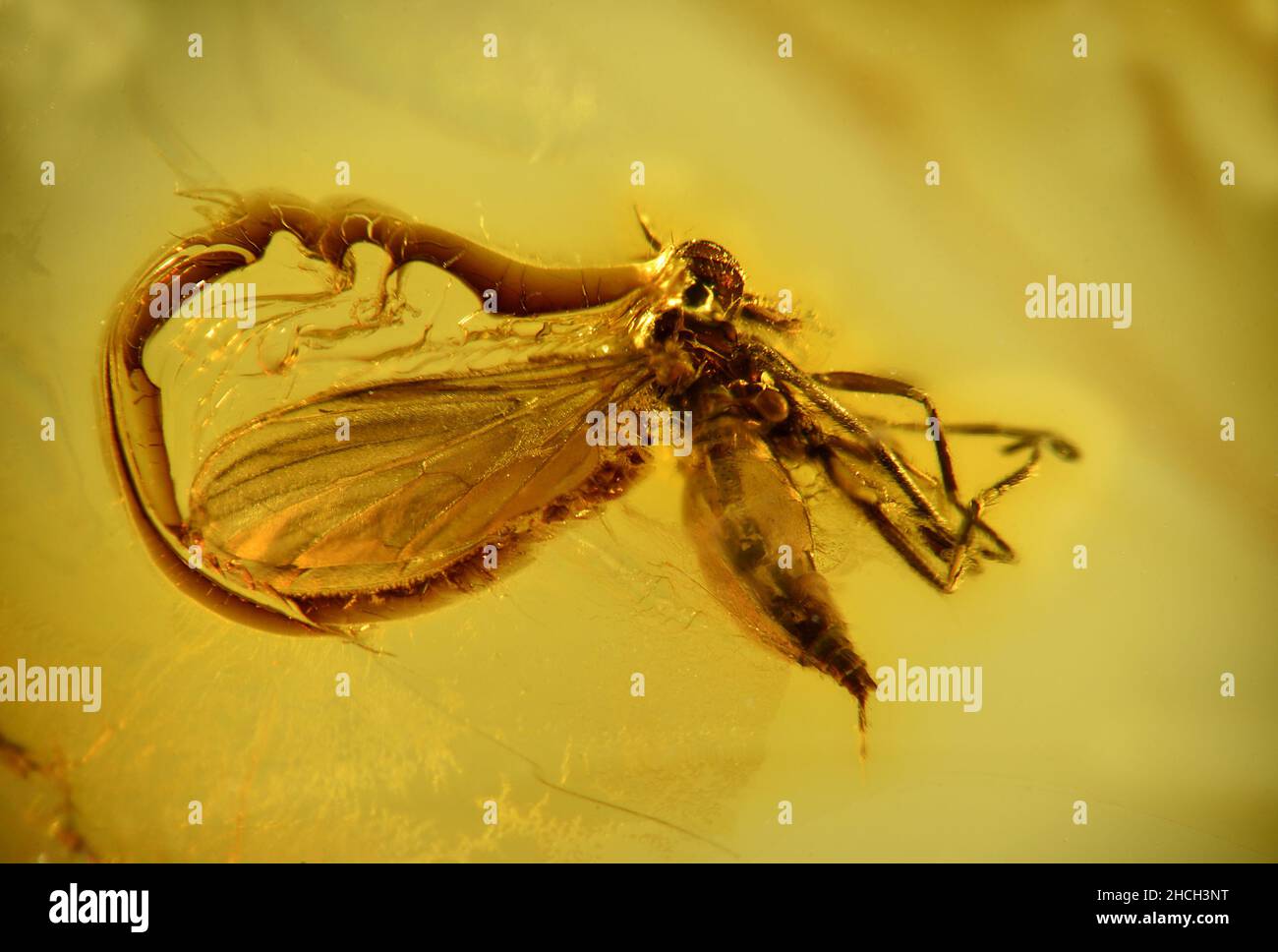 Fly preistorica in ambra baltica Foto Stock