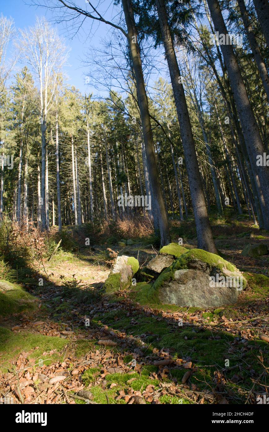 Felsige Steine im Fichtenwald unterhalb des Gsengetstein 1 Foto Stock