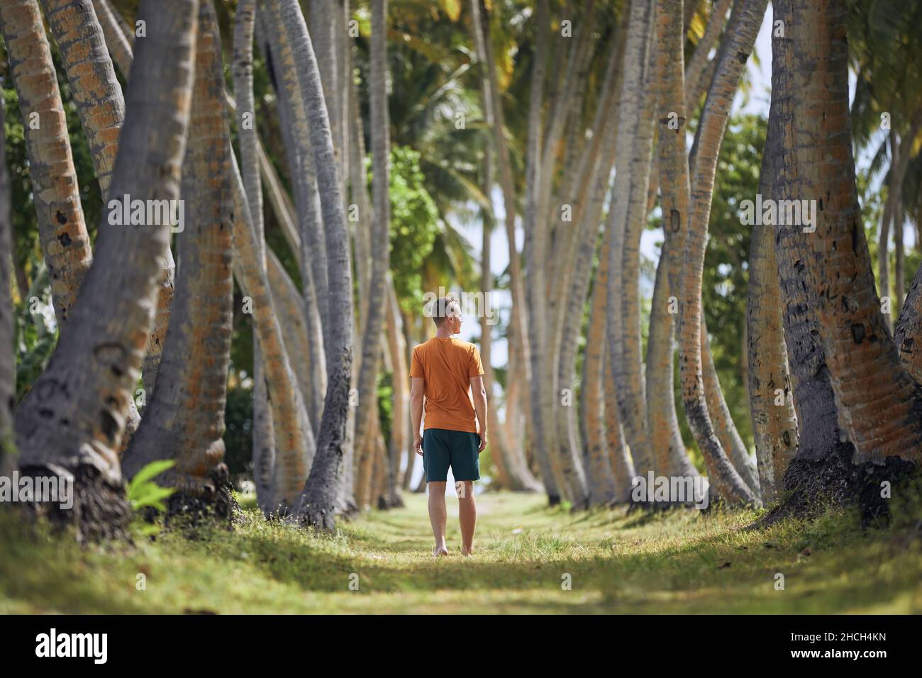 Giovane uomo che cammina attraverso sul sentiero in un vicolo di alte palme. Foto Stock