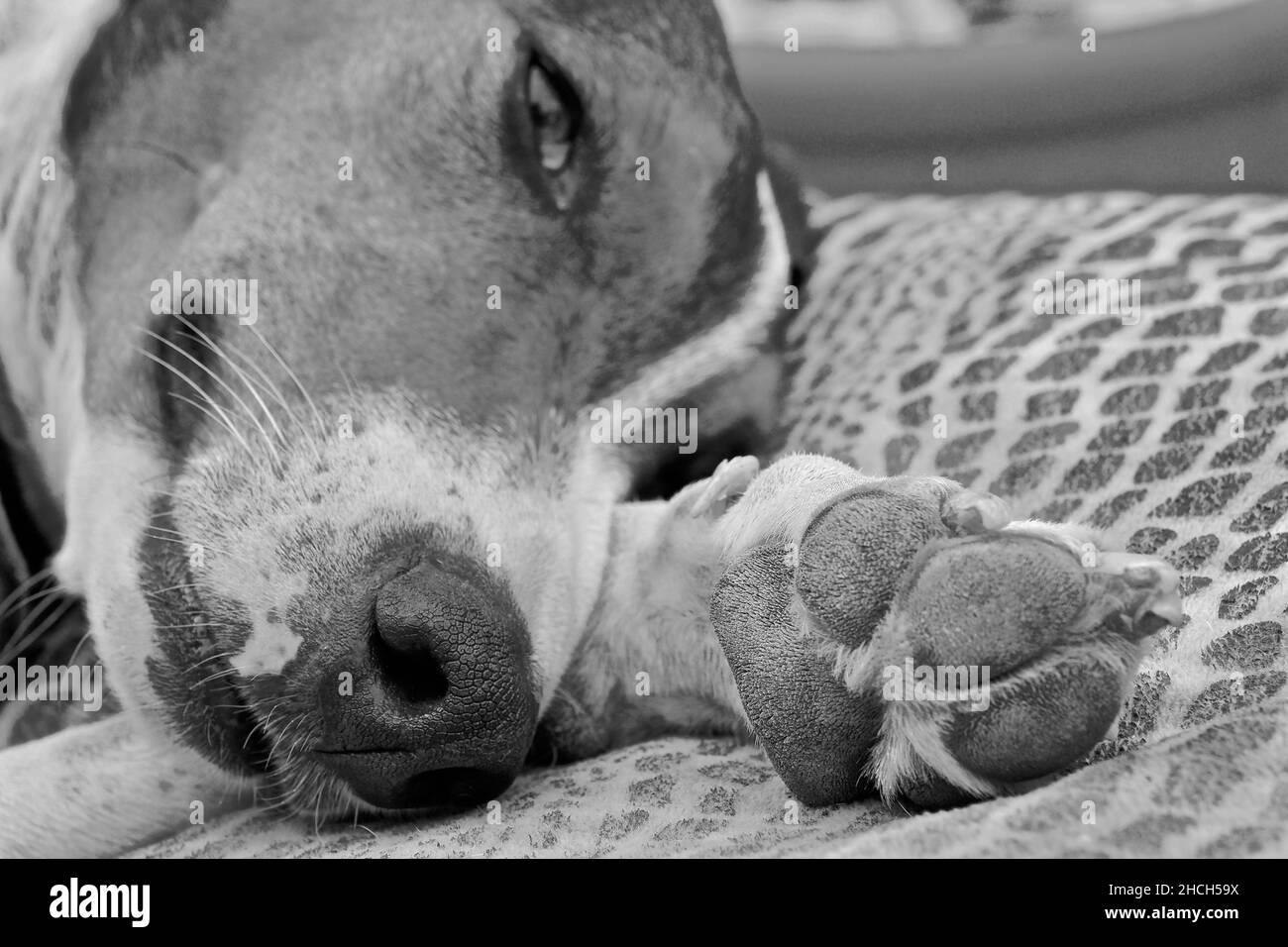 Primo piano di cane con zampa su coperta Foto Stock