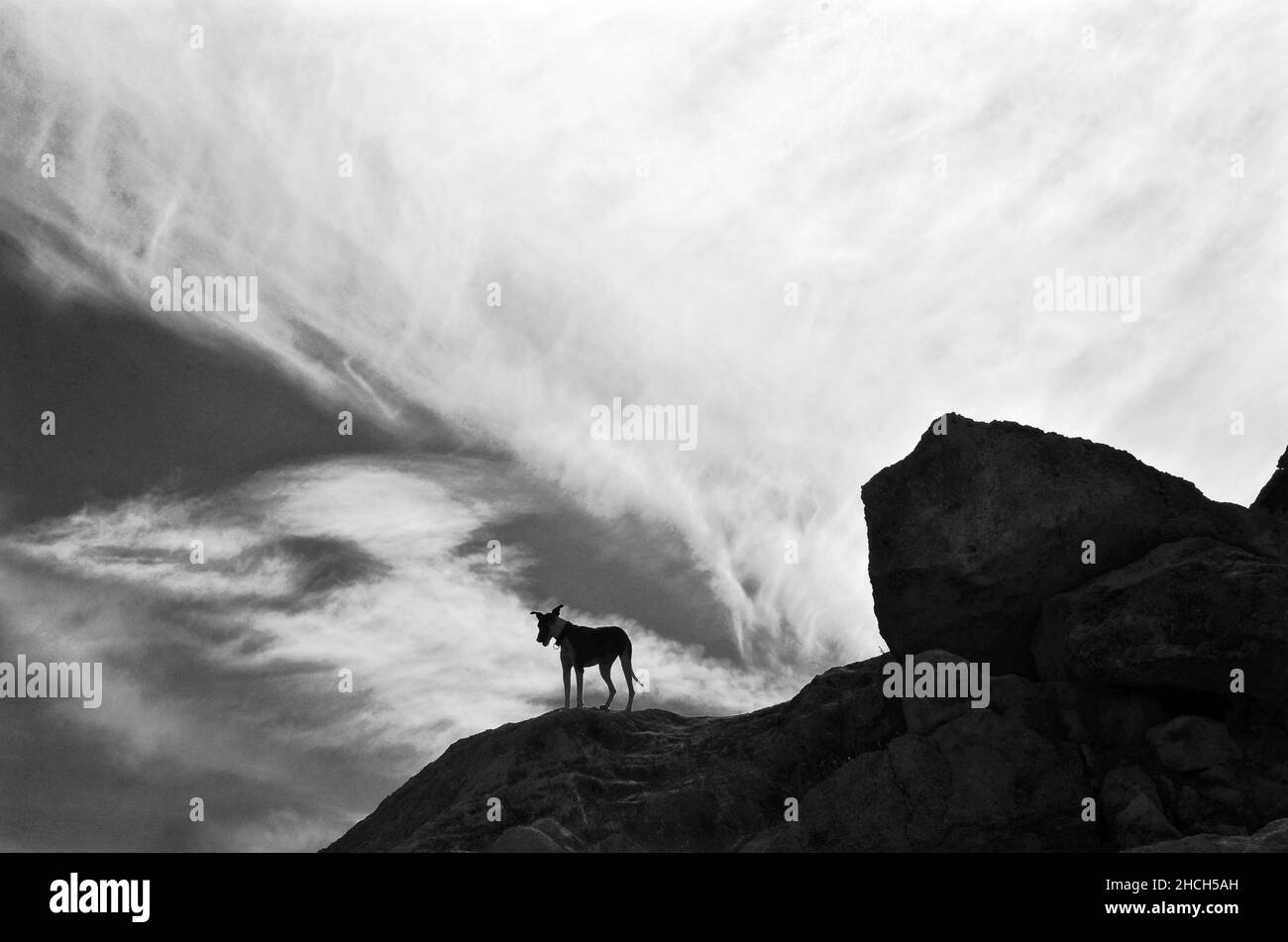 Cane su roccia di fronte al muro bianco nuvola, foto in bianco e nero Foto Stock