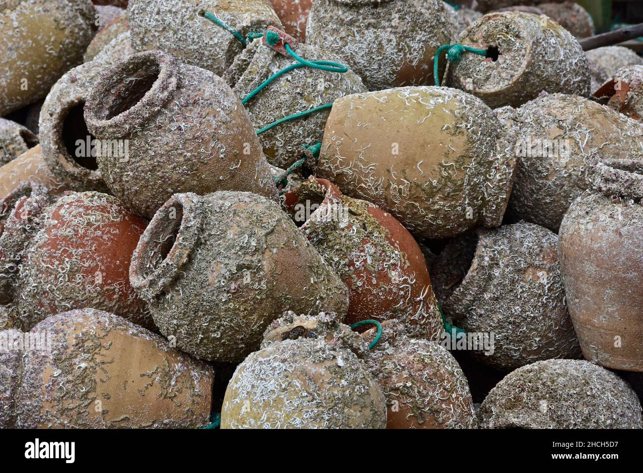 Vasi di argilla riempiti di alghe marine per la pesca dell'aragosta Foto Stock