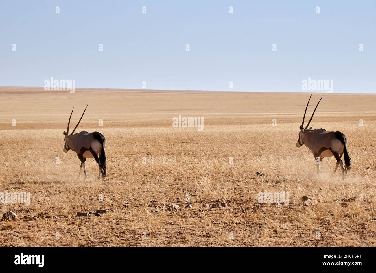 Due antilopi Oryx con corna a lancia attraversano la vasta savana del parco nazionale Etosha in Namibia, Africa. Foto Stock
