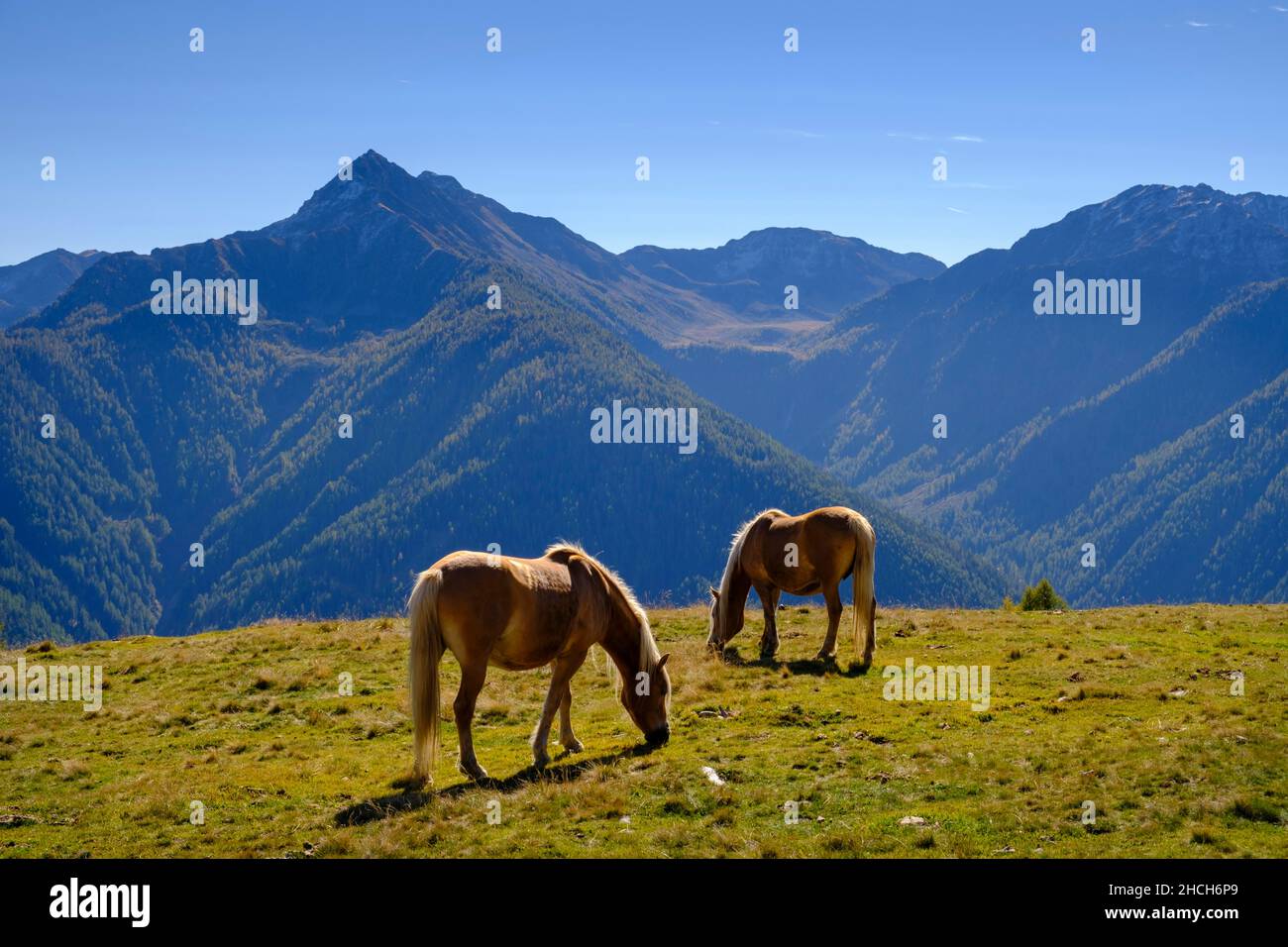 Haflinger, cavalli sul pascolo di montagna, area escursionistica Schwemmalm, Val d'Ulten, Alto Adige, Italia Foto Stock