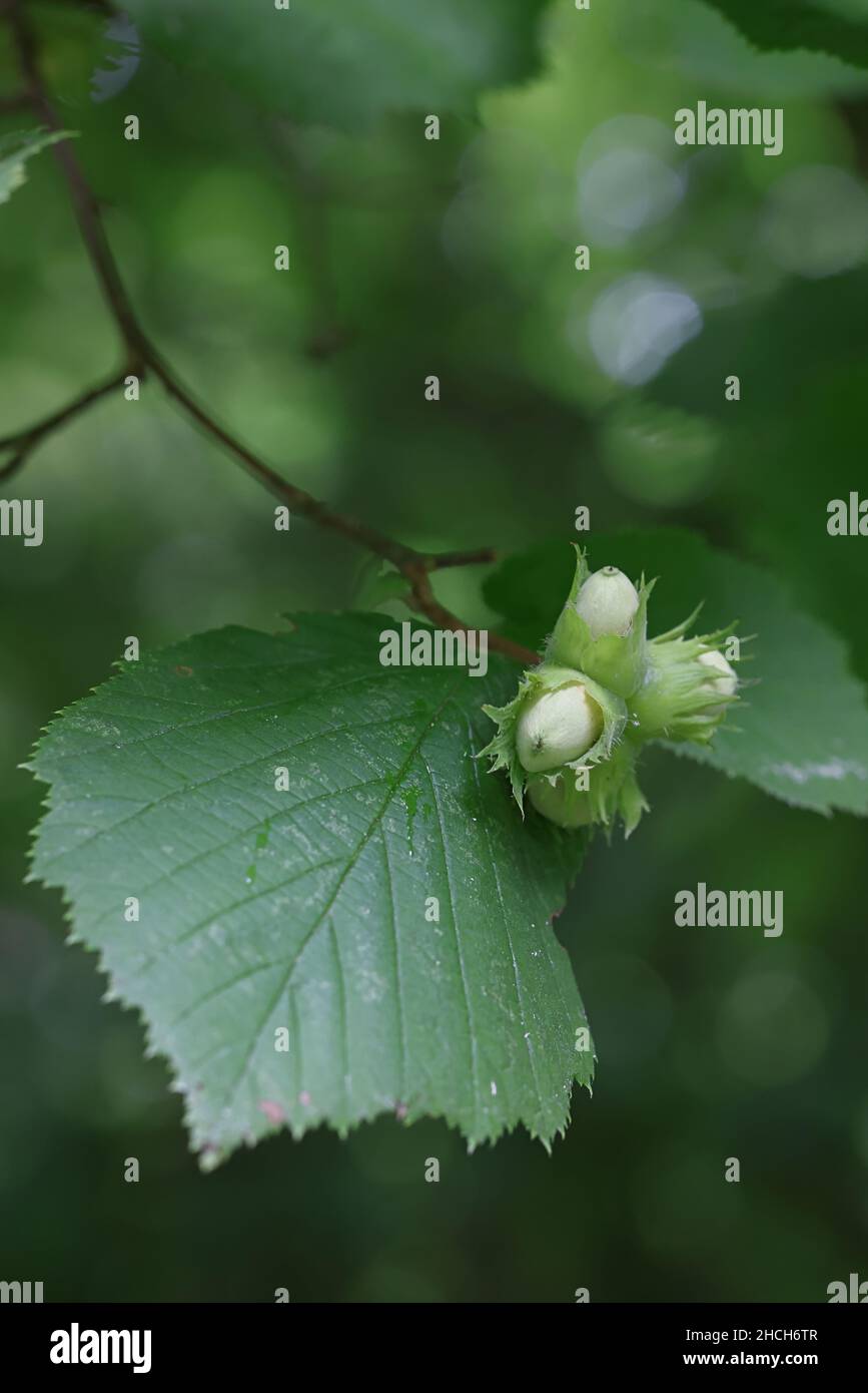 Nocciole di nocciola comune, Corylus avellana, pianta selvatica dalla Finlandia Foto Stock