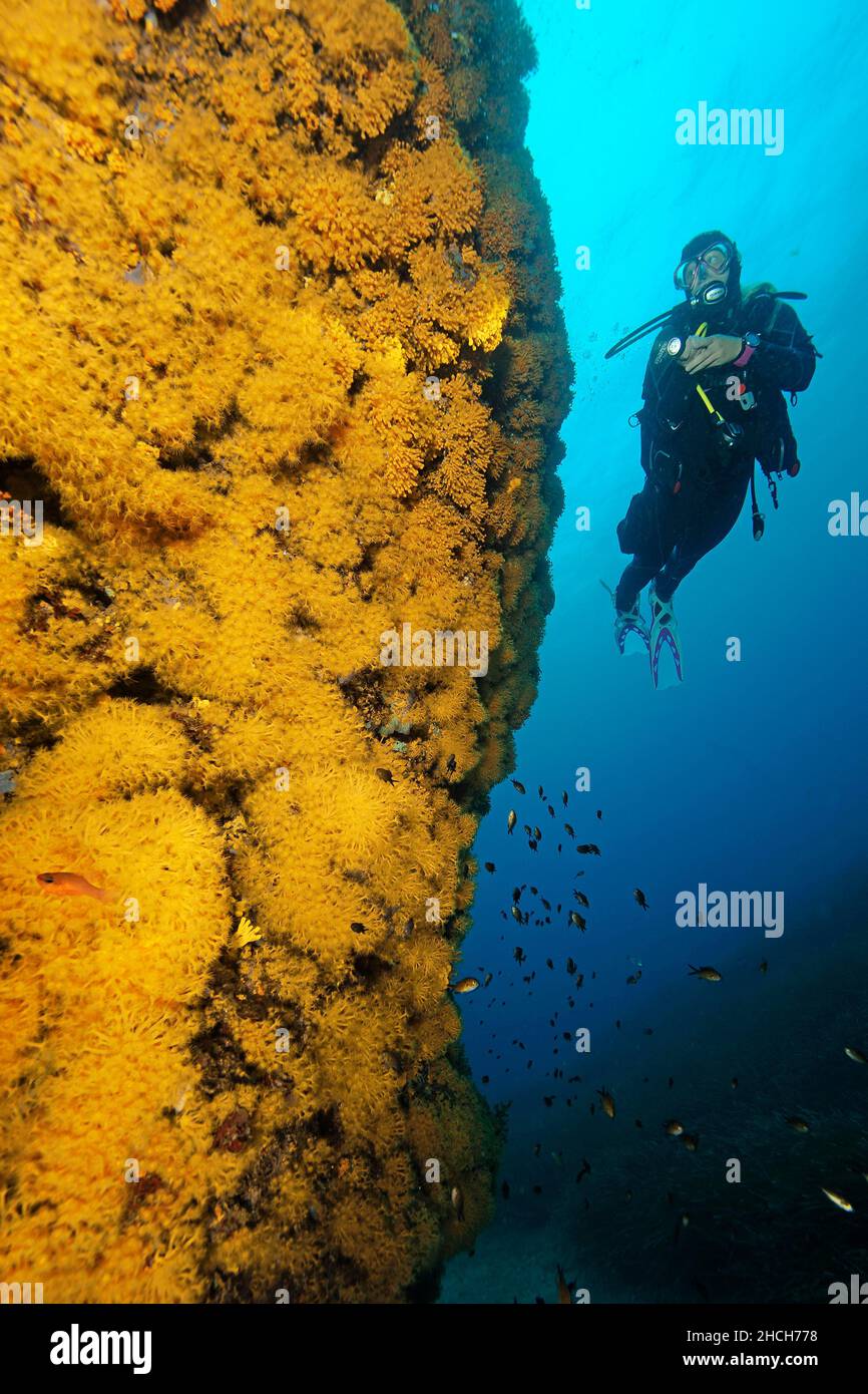 Subacqueo che guarda anemoni illuminati gialli a grappolo (Parazoanthus axinellae) sulla parete rocciosa, Mar Mediterraneo, Elba, Toscana, Italia Foto Stock