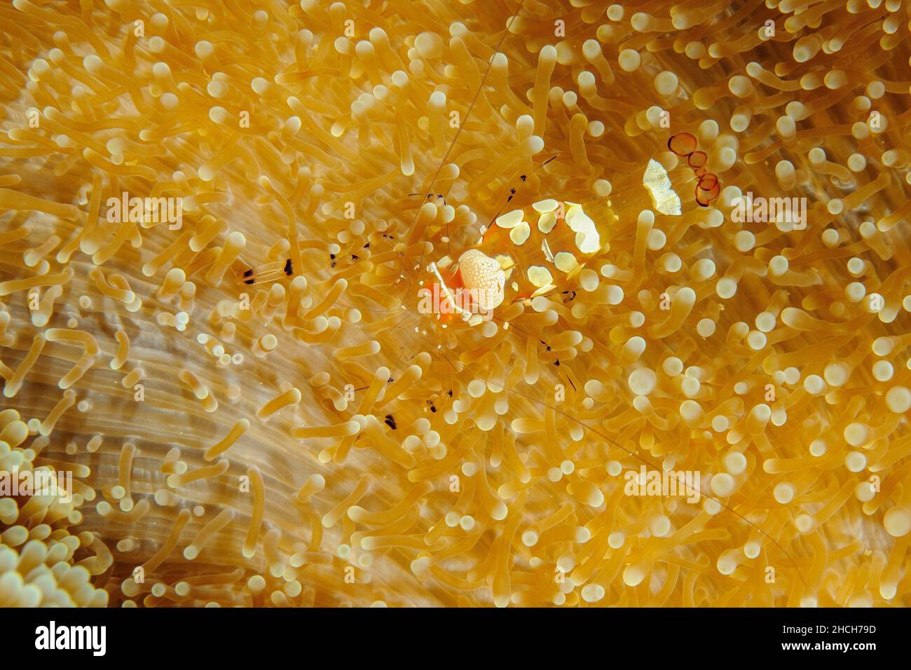 Strangolata anemone di vetro anemone gamberi (Periclimenes brevicarpalis) corre su haddon's tappeto anemone (Stichodactyla haddoni), Oceano Pacifico, Palau Foto Stock