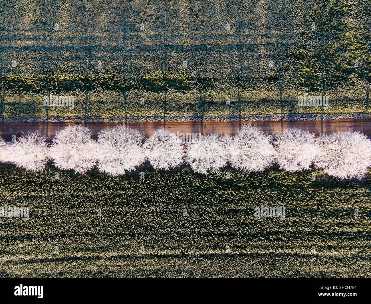 Fuchi, alberi con hoarfrost, Berkum, Peine District, bassa Sassonia, Germania Foto Stock