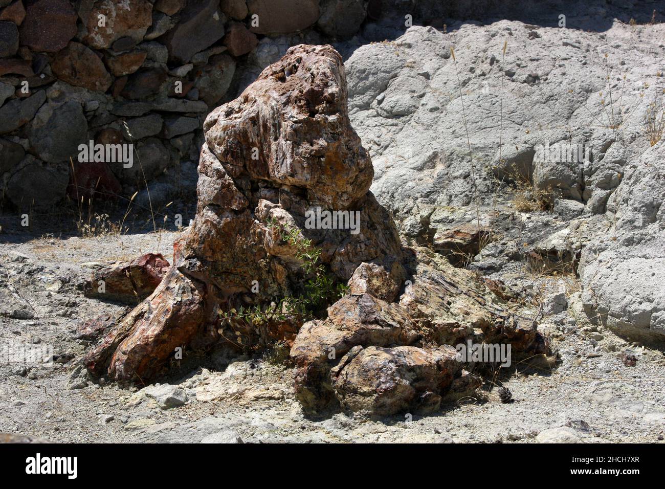 Un tronco di albero pietrificato nella Foresta pietrificata di Lesbo sull'isola di Lesbo in Grecia. Gli alberi si sono formati tra 15 e 20 milioni di anni fa. Foto Stock