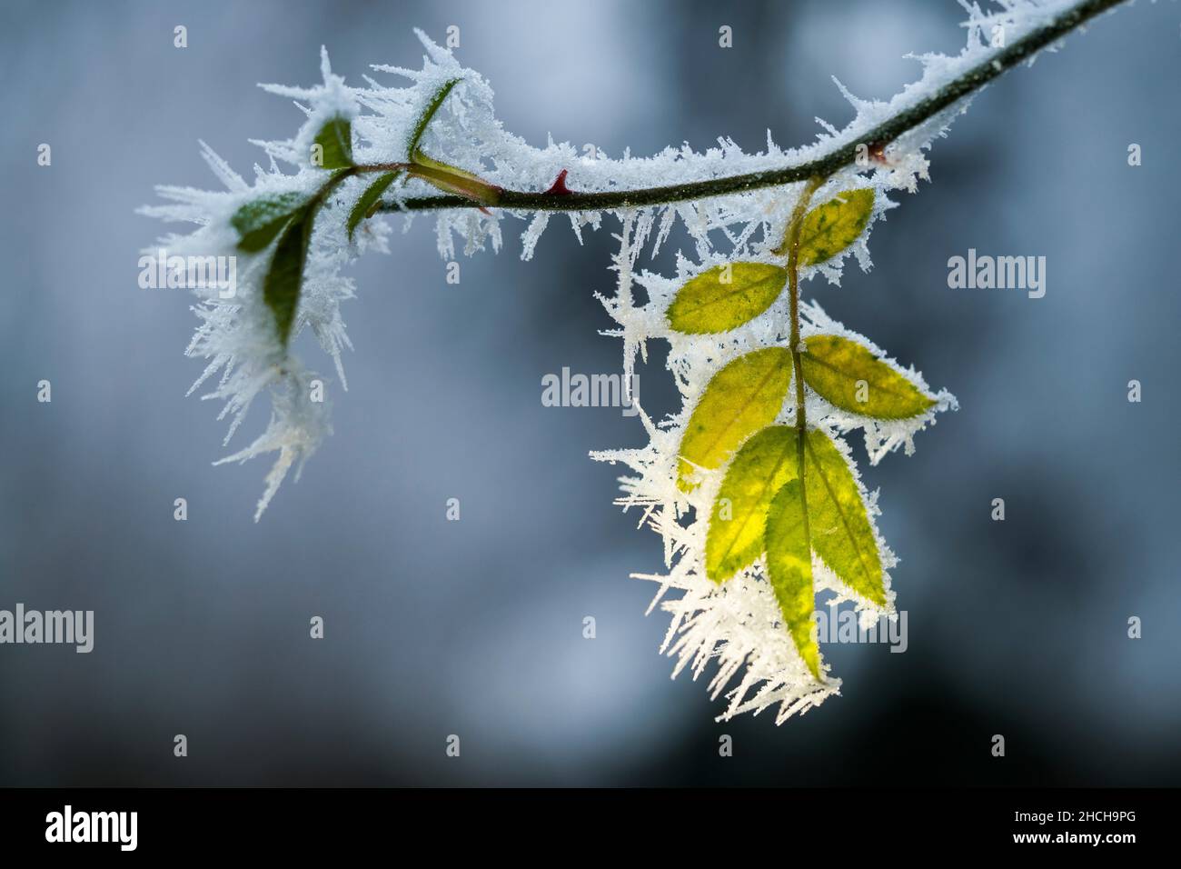 Foglie con gelo, rosa canina, rosa selvaggia, rosa canina, rosa canina, rosa canina, Assia, Germania Foto Stock