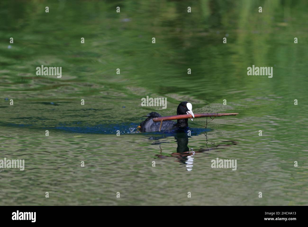 Comune cot (Fulica atra), nuoto con ramo in becco (Rallidae), Zielfinger visto, Parco Naturale dell'Alto Danubio, Baden-Wuerttemberg, Germania Foto Stock