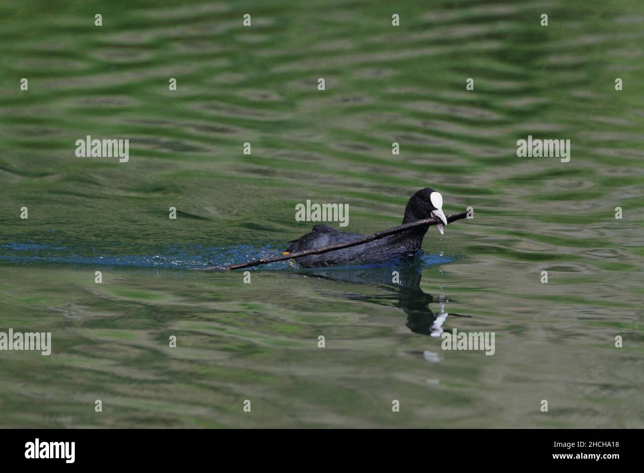 Comune cot (Fulica atra), nuoto con ramo in becco (Rallidae), Zielfinger visto, Parco Naturale dell'Alto Danubio, Baden-Wuerttemberg, Germania Foto Stock