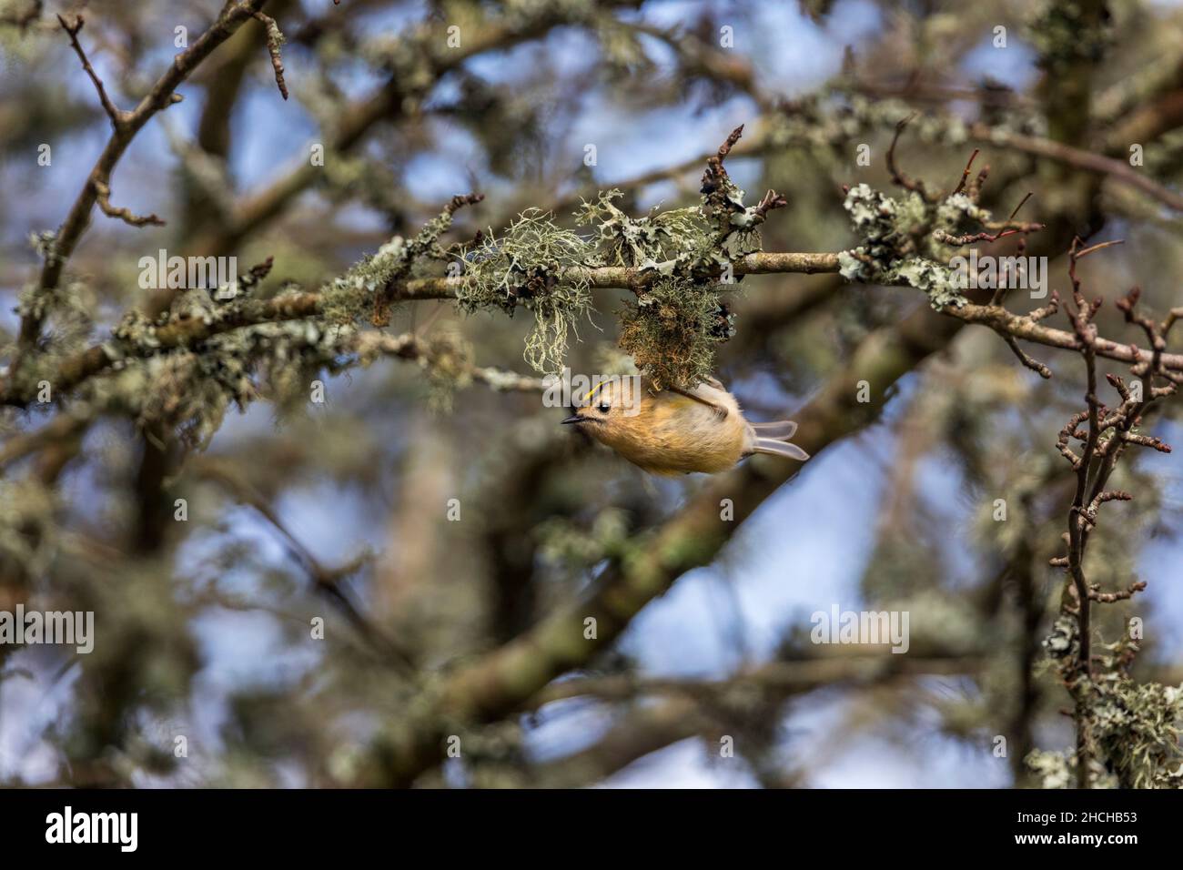 Goldcrest; Regulus regulus; su Lichen Covered Twig; UK Foto Stock