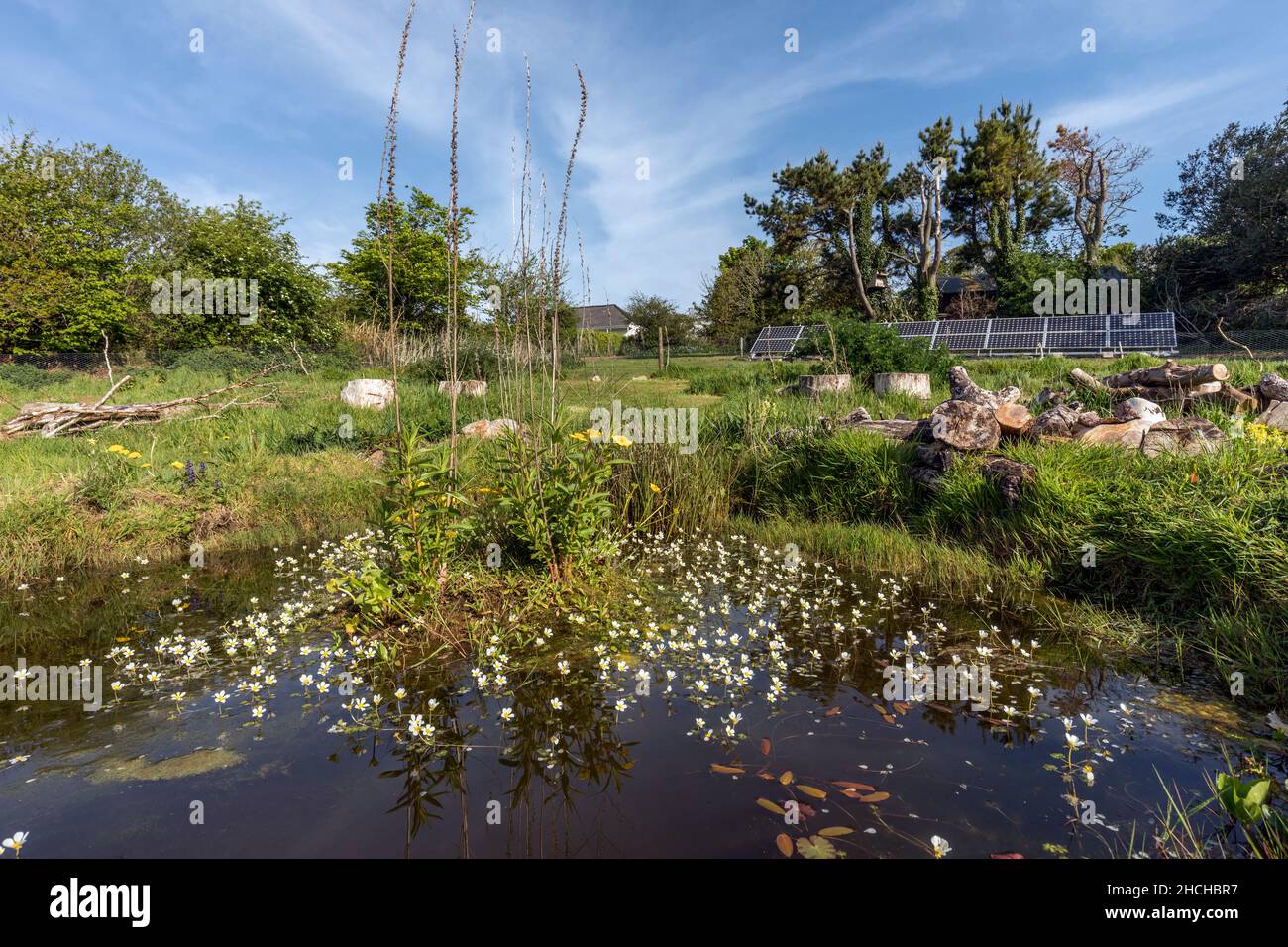 Giardino selvatico con laghetto; Primavera; Regno Unito Foto Stock