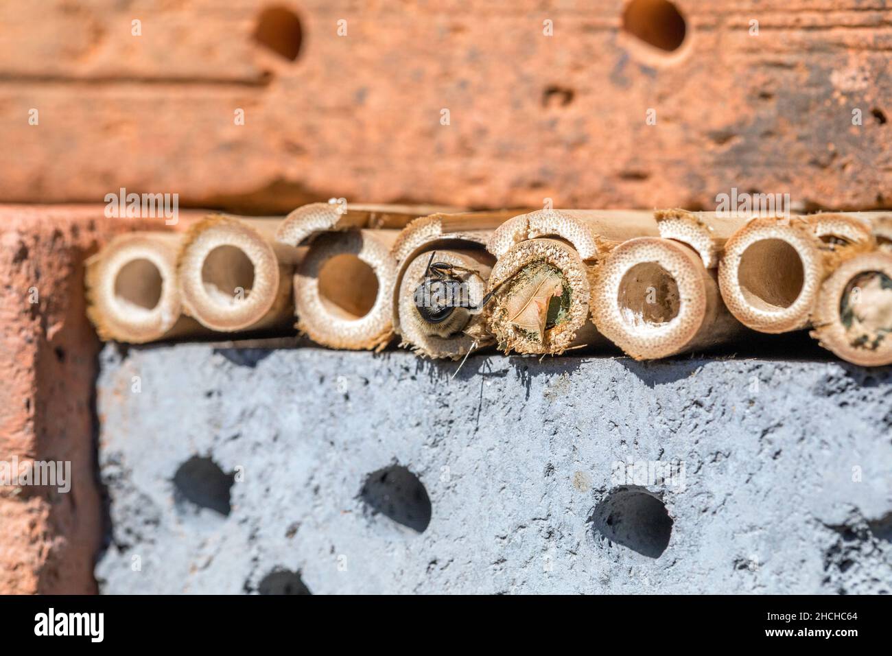 Patchwork Leaf Cutter Bee; Megachile centuncularis; alla Insect House; UK Foto Stock
