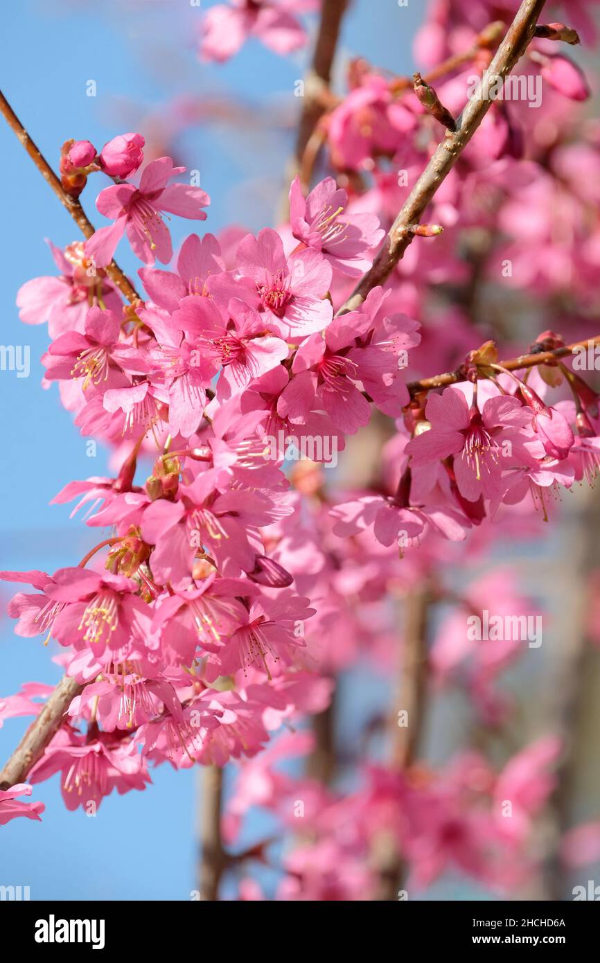 Fiore Ciliegio, Prunus 'Collingwood Ingram', Ciliegio 'Collingwood Ingram' rosa profondo fiori di primavera Foto Stock