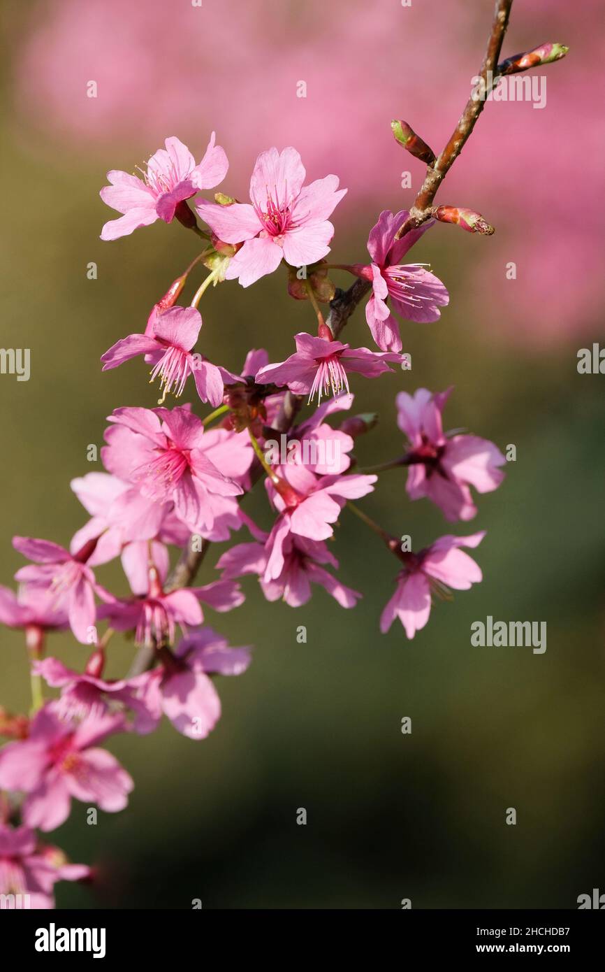 Fiore Ciliegio, Prunus 'Collingwood Ingram', Ciliegio 'Collingwood Ingram' rosa profondo fiori di primavera Foto Stock