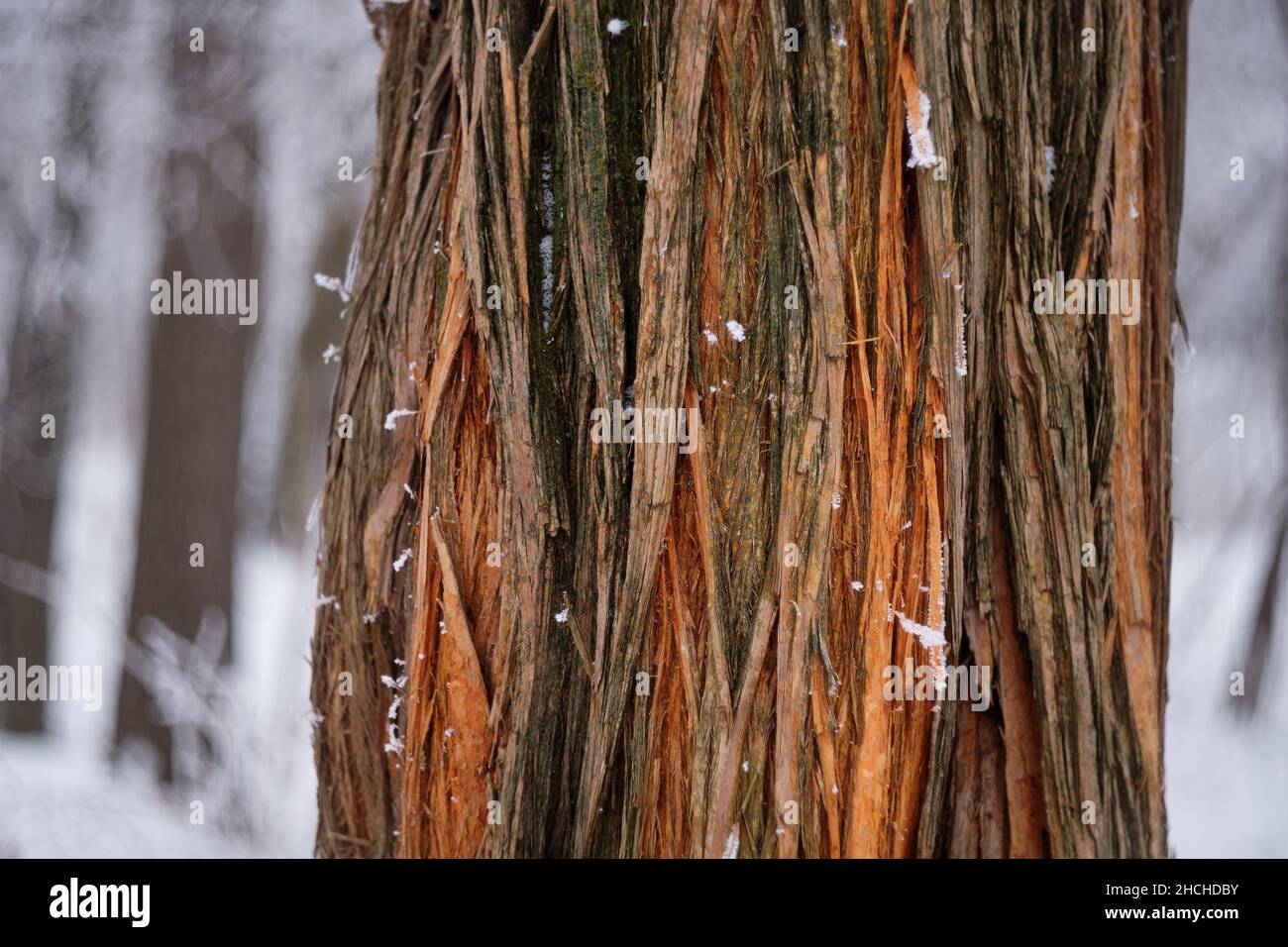 L'albero di Mylura e la vita all'interno, delineato verticalmente da venature colorate in marrone scuro, arancio vivo, giallo, verde, ricoperte di muschio e neve Foto Stock