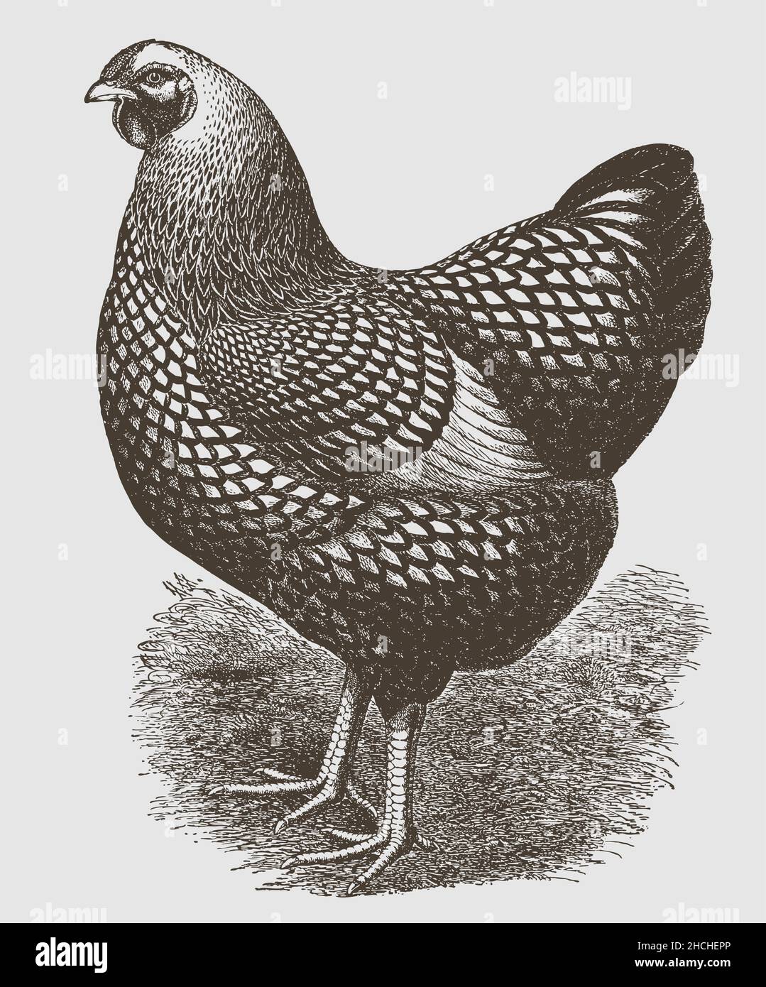 Gallina Wyanotte lacciata argento nella vista del profilo Illustrazione Vettoriale