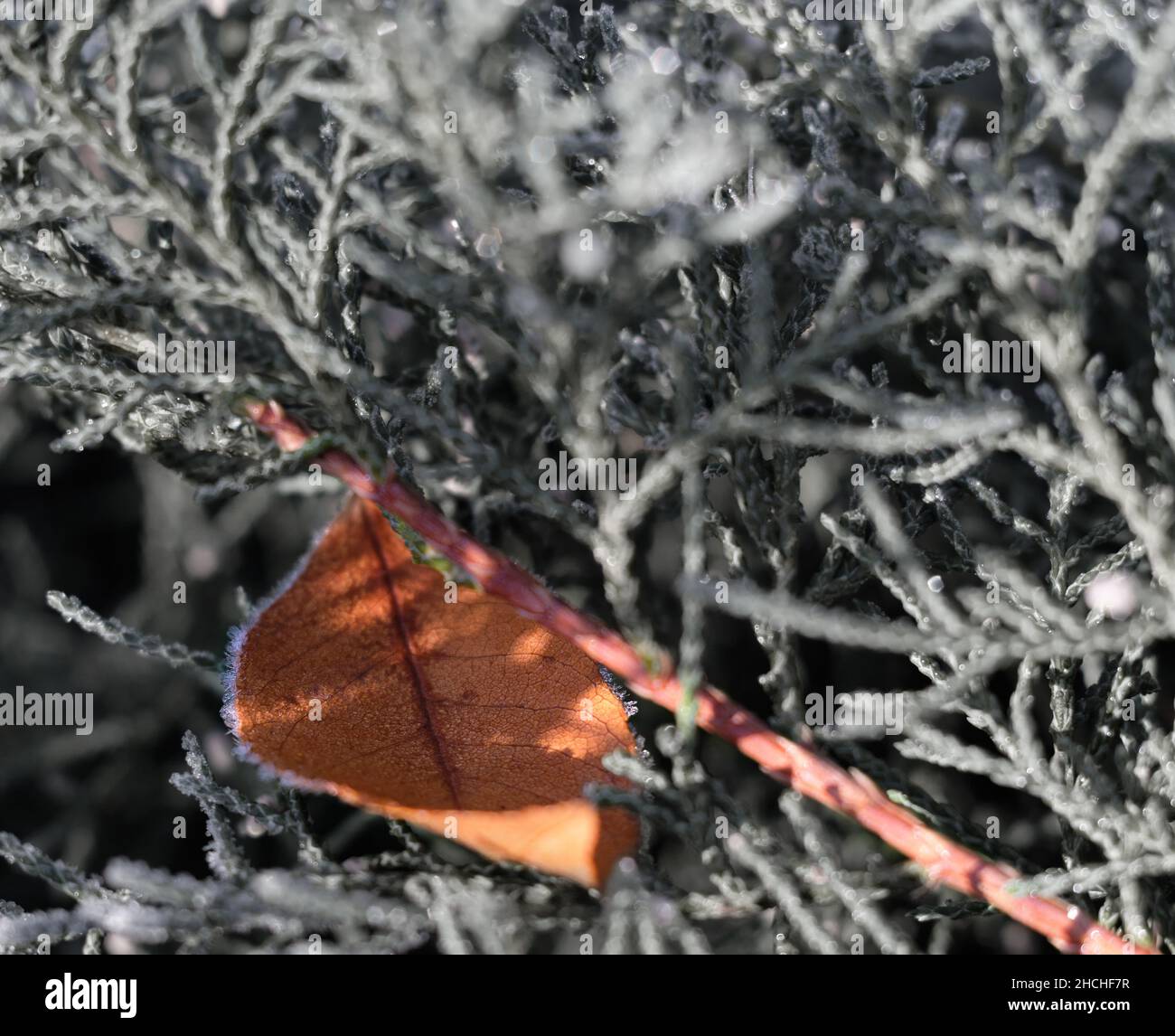 Un'uva rossa foglia autunno caduto edera con frost whiskers sui bordi sinistro e destro. Il punto focale si trova al centro dei bordi delle lamelle e laterali Foto Stock