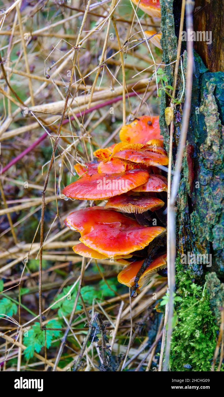 Una truppa a più livelli di funghi vellutati (Flammulina vellutipes) che crescono sul lato di un albero Alder comune (Alnus glutinosa) Foto Stock