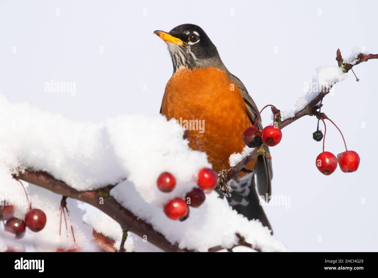 Rapina americana (Turdus migratorius), Keizer, Marion County, Oregon Foto Stock