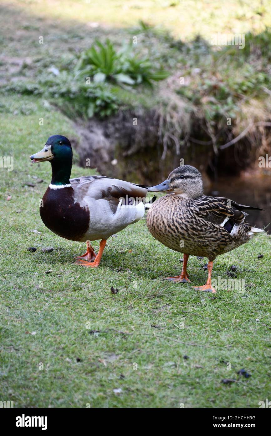 Anatre nel parco Place Foto Stock