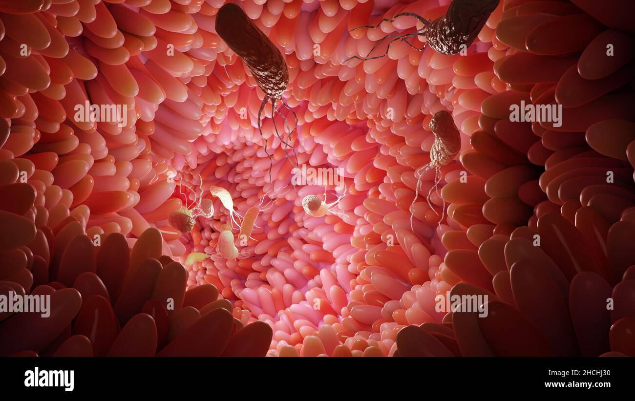 Superficie dei microvilli dell'apparato digerente, villi intestinali con batteri e virus. Villi microscopici, capillari per digestione e assorbimento Foto Stock