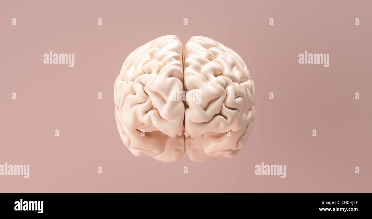 Modello anatomico del cervello umano Foto Stock