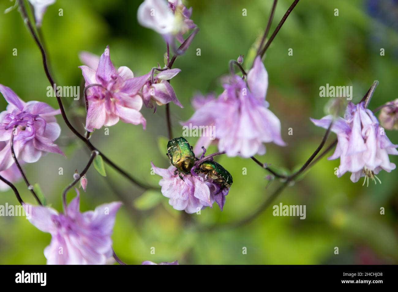 Due meravigliosi scarafaggi dorati della rosa foraggero su fiori rosa Foto Stock