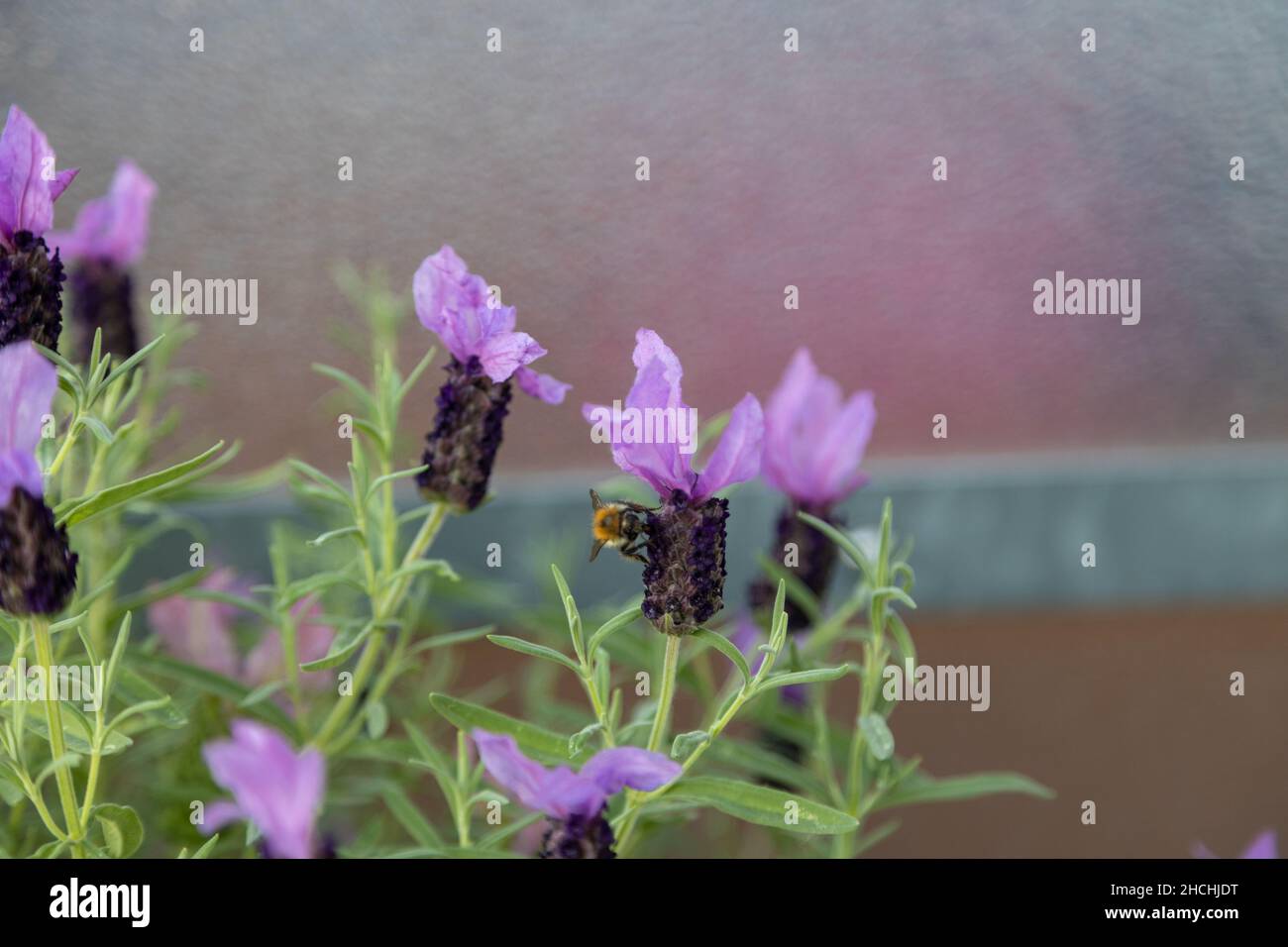 Un'ape cerca il polline su una lavanda crestata lilla, Lavandula stoechas. Foto Stock