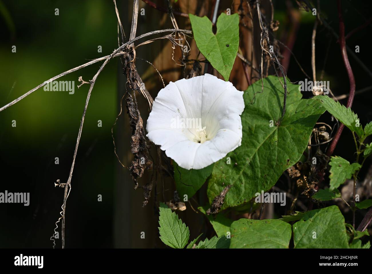 fiore di tromba bianca al parcheggio della foresta Foto Stock