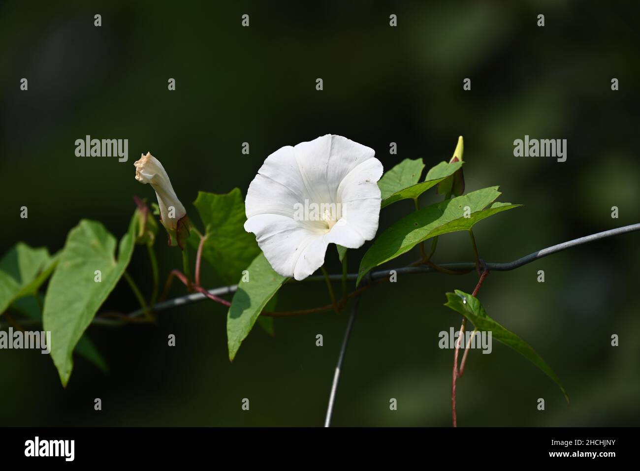 fiore di tromba bianca al parcheggio della foresta Foto Stock