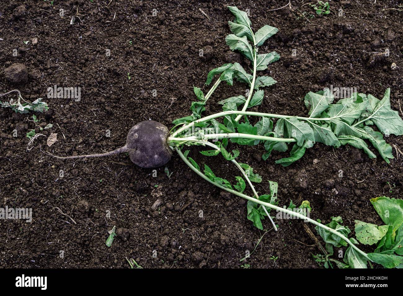 la fresca rapa nera si trova nel giardino Foto Stock