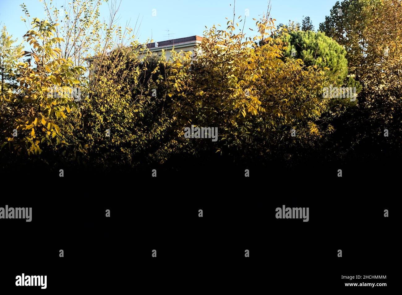 Alberi sul bordo di una strada al tramonto Foto Stock
