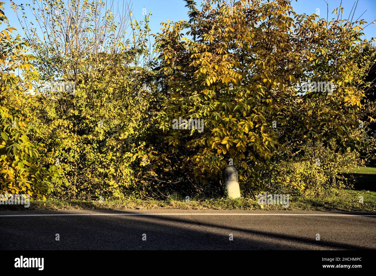 Alberi sul bordo di una strada al tramonto Foto Stock