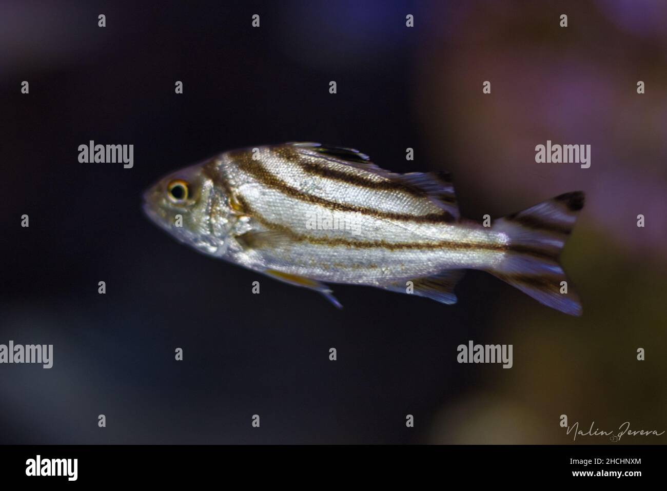 Primo piano di un piccolo grunter a strisce a mezzaluna su uno sfondo sfocato Foto Stock