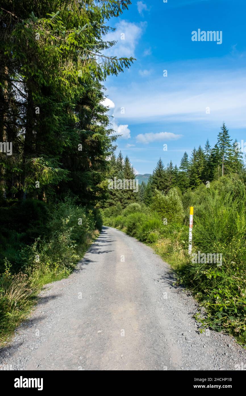 Sentiero della strada in ghiaia della foresta di montagna, attraverso il Queen Elizabeth Forest Park, Aberfoyle, Scozia Foto Stock