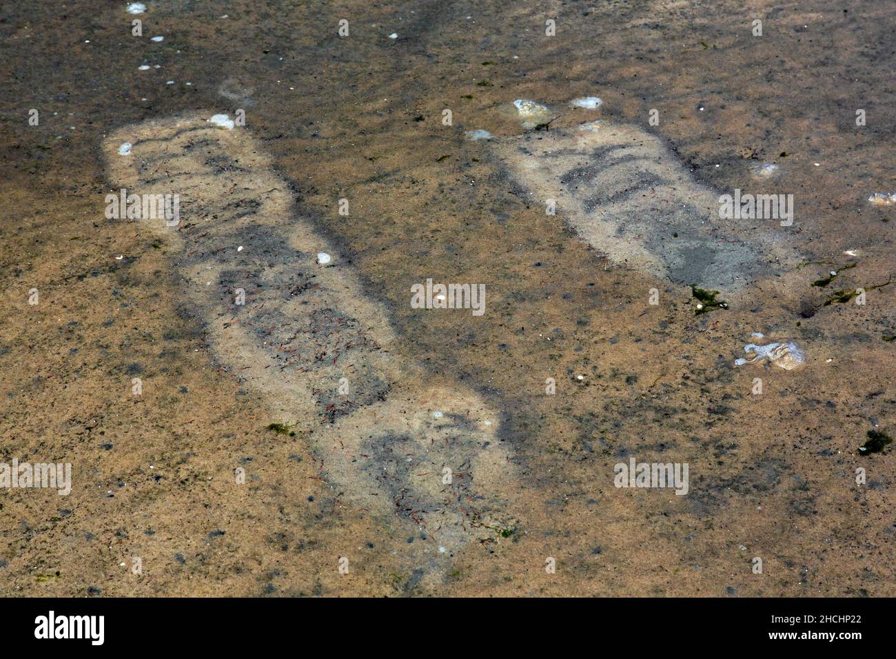 Tracce di gabbiani in acque poco profonde su mudflat da pedalò fino a vorticare piccoli animali che si trovano nel fango come molluschi, lumache, anfibi e vermi Foto Stock