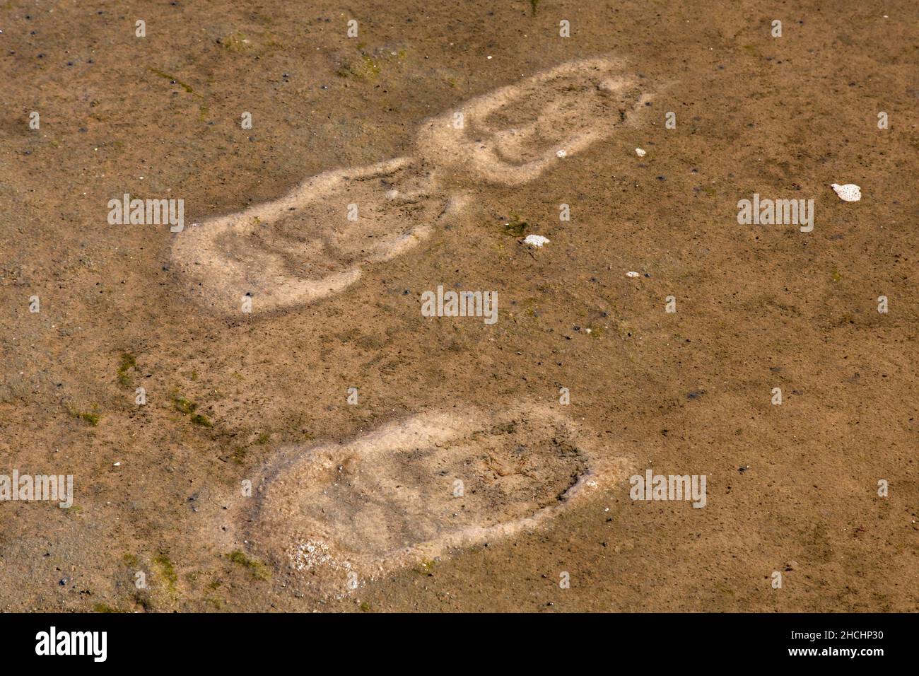Tracce di gabbiani in acque poco profonde su mudflat da pedalò fino a vorticare piccoli animali che si trovano nel fango come molluschi, lumache, anfibi e vermi Foto Stock