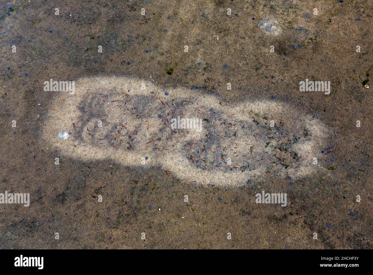 Tracce di gabbiani in acque poco profonde su mudflat da pedalò fino a vorticare piccoli animali che si trovano nel fango come molluschi, lumache, anfibi e vermi Foto Stock