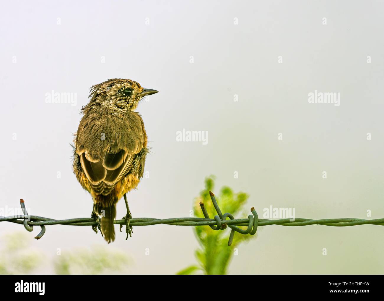 Bush giovanile chiacchiera riposandosi su un filo Foto Stock