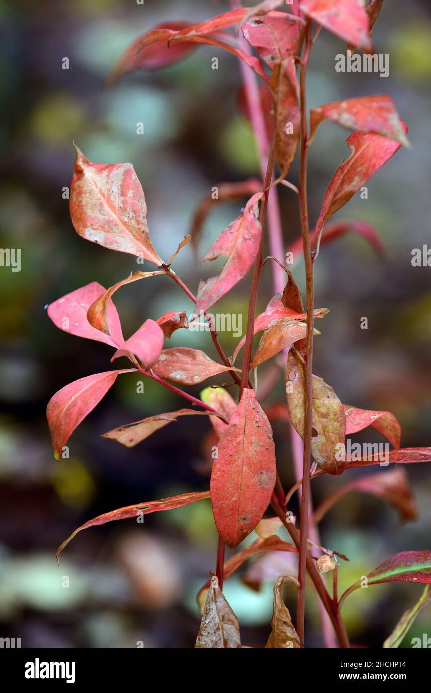 Lisimachia,foglie autunnali,colore bronzo,foglie rosso arancio bronzo,foglie mutevoli,foglie autunnali,foglie autunnali,colore autunnale,colori autunnali,RM Foto Stock