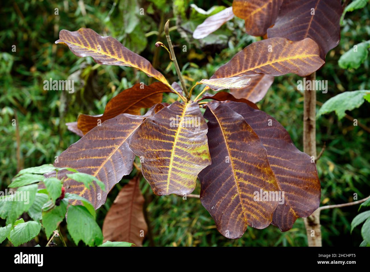 Magnolia macrophylla,albero di cetriolo a foglie grandi,foglie,fogliame,marrone,bronzo,foglie bronzate,colore bronzo,colori cambianti su foglie di magnolia,autunno fo Foto Stock