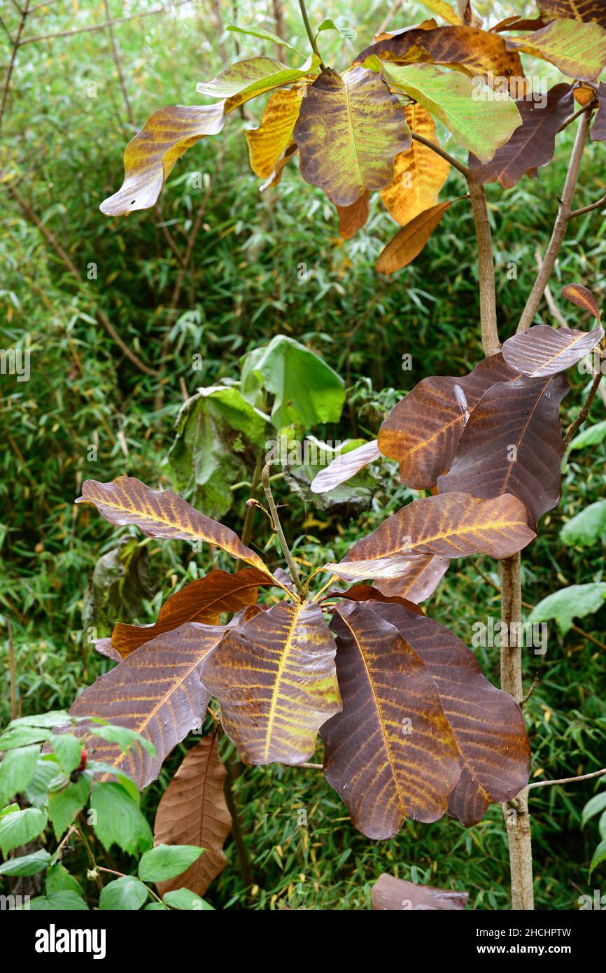 Magnolia macrophylla,albero di cetriolo a foglie grandi,foglie,fogliame,marrone,bronzo,foglie bronzate,colore bronzo,colori cambianti su foglie di magnolia,autunno fo Foto Stock